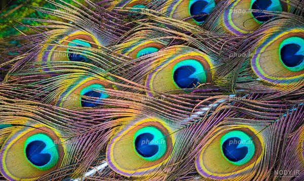  عکس طاووس رنگارنگ واقعی