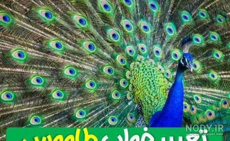  عکس طاووس رنگارنگ واقعی