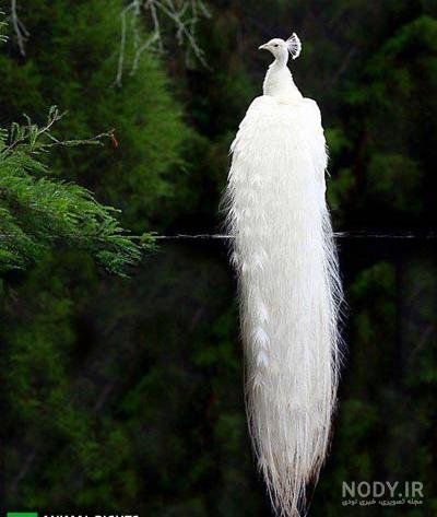  عکس طاووس رنگارنگ واقعی