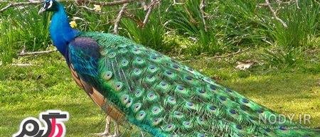  عکس طاووس رنگارنگ واقعی