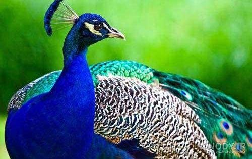  عکس طاووس رنگارنگ واقعی