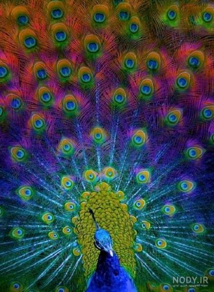  عکس طاووس رنگارنگ واقعی