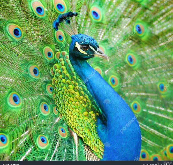  عکس طاووس رنگارنگ واقعی