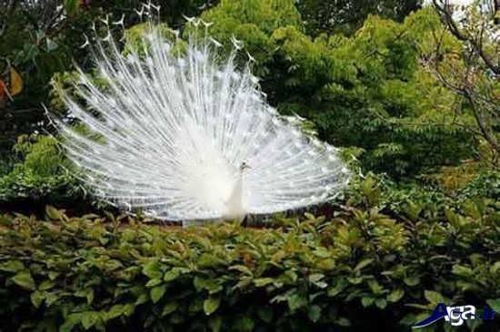  دانلود عکس طاووس های زیبا