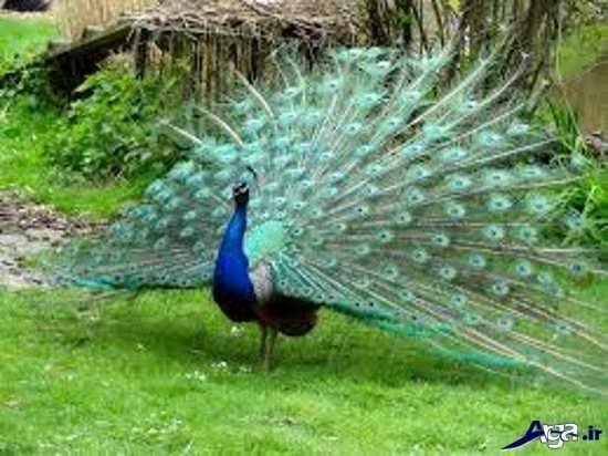  دانلود عکس طاووس های زیبا