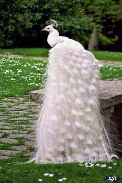  دانلود عکس طاووس های زیبا