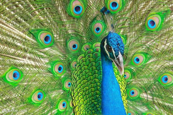 عکس طاووس برای پروفایل