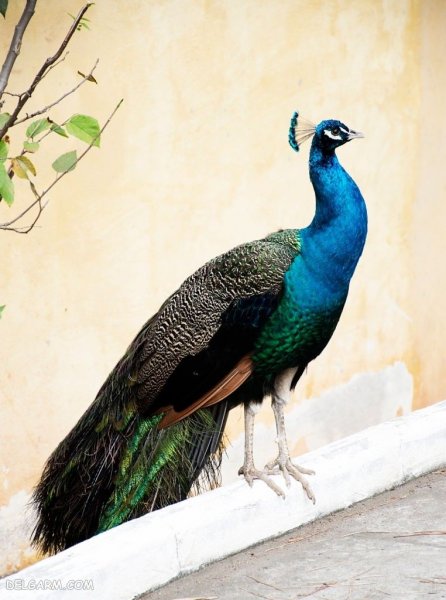  عکس طاووس برای پروفایل