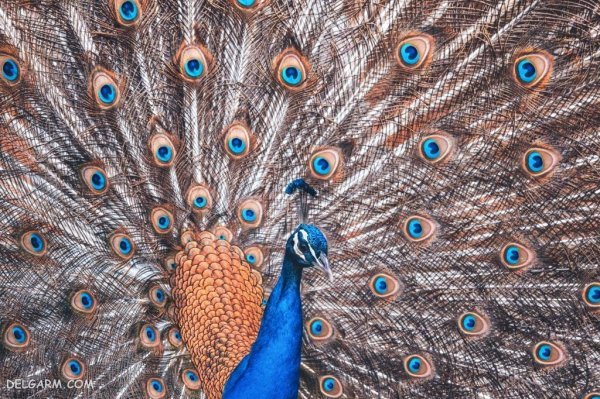 عکس طاووس آبی