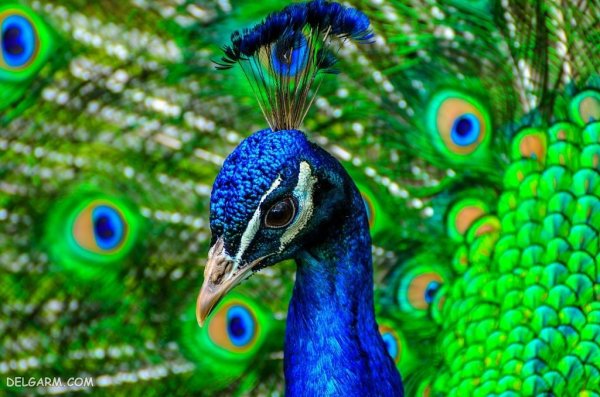  عکس طاووس آبی