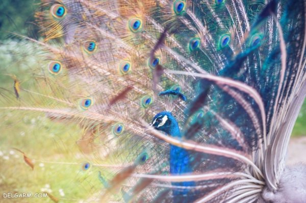  عکس طاووس آبی