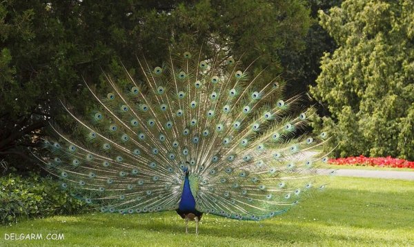  عکس طاووس با پرهای باز