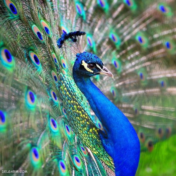  عکس طاووس با پرهای باز