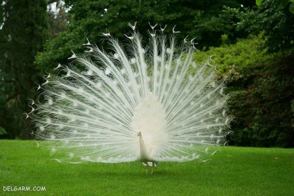  عکس طاووس با پرهای باز