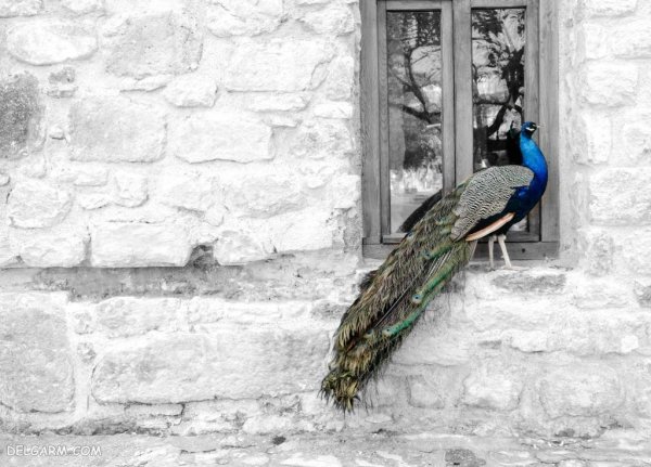  عکس طاووس با پرهای باز