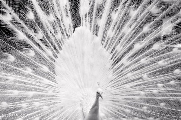  عکس طاووس با پرهای باز