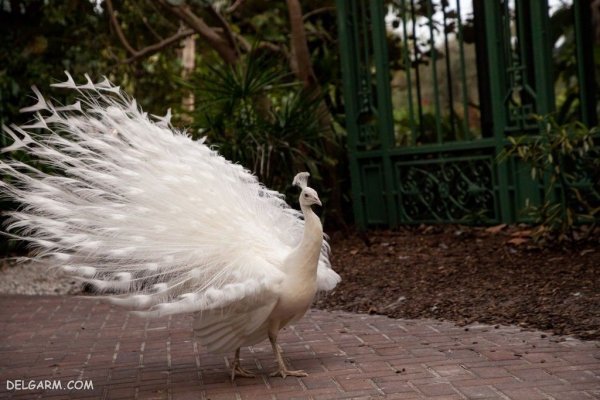  عکس طاووس نر زیبا