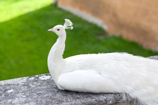  عکس طاووس نر زیبا