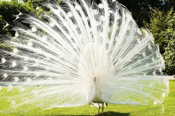  عکس طاووس نر زیبا