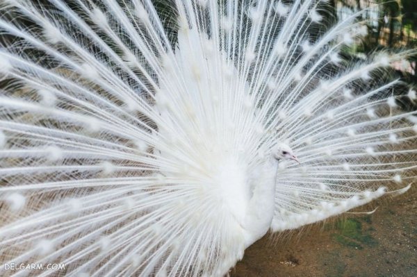  عکس طاووس نر زیبا