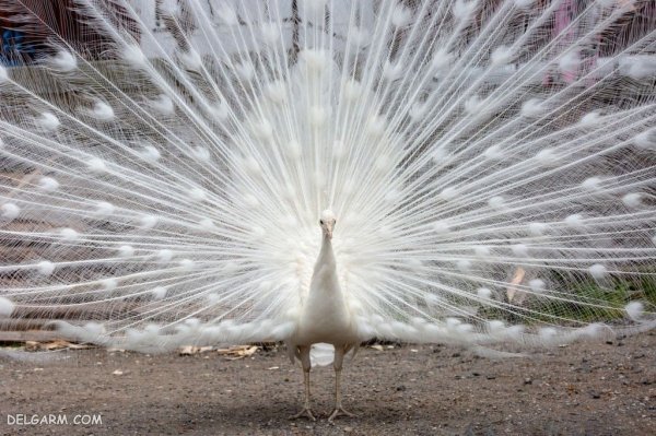  عکس طاووس نر زیبا