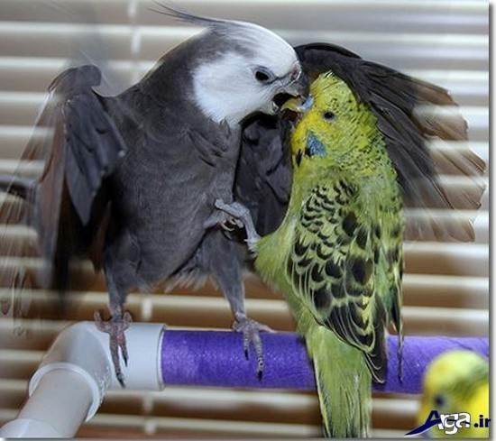  عکس مرغ عشق های عاشق