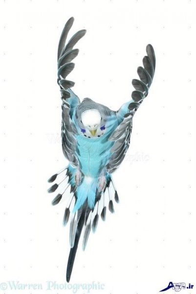  عکس مرغ عشق های عاشق