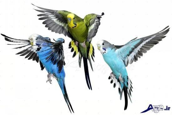  عکس مرغ عشق های عاشق