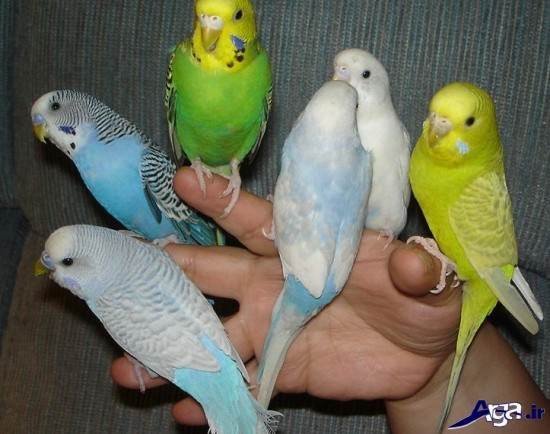  عکس مرغ عشق های عاشق