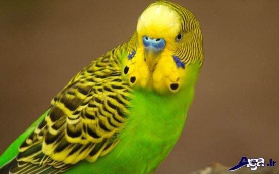  عکس مرغ عشق های عاشق