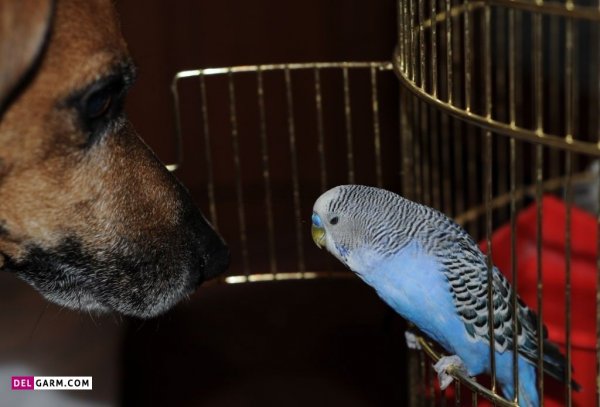 عکس مرغ عشق ایرانی