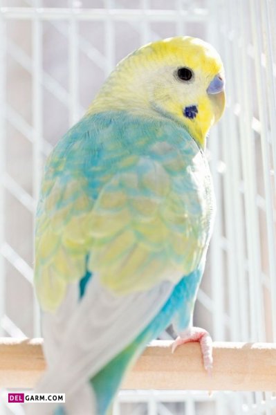 عکس مرغ عشق ایرانی