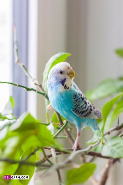 عکس مرغ عشق ایرانی