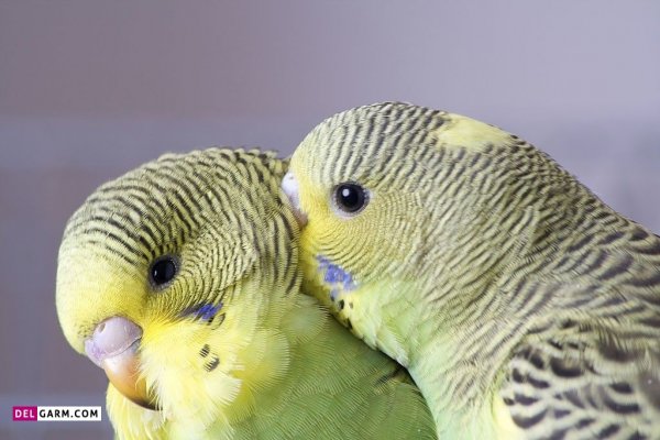 عکس مرغ عشق ایرانی