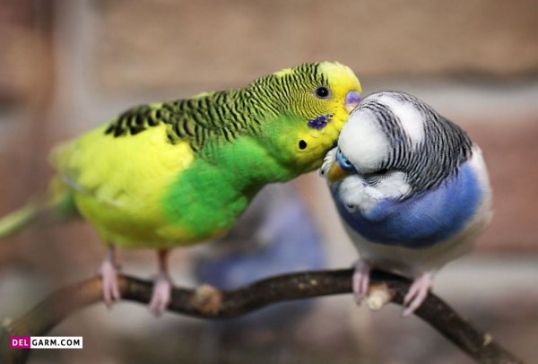 عکس مرغ عشق برای بک گراند گوشی