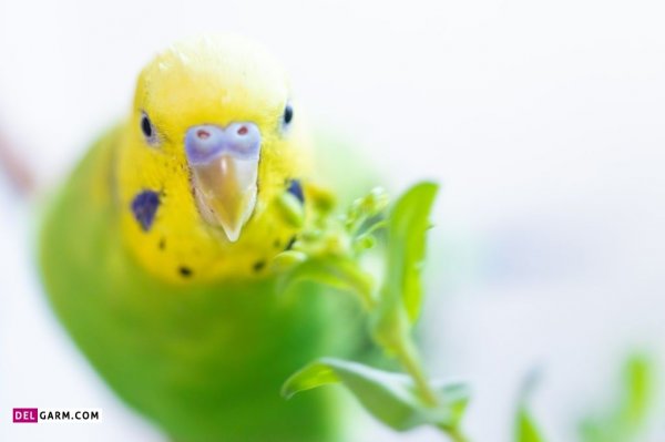  عکس مرغ عشق برای بک گراند گوشی