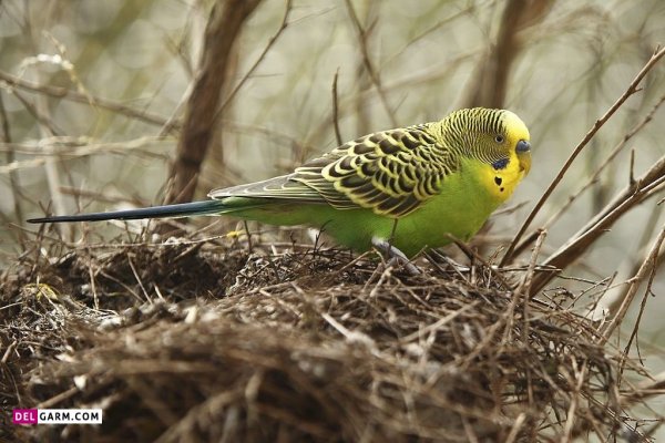  عکس جوجه های مرغ عشق