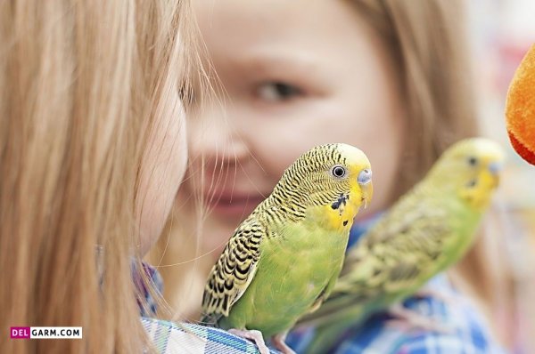  عکس جوجه های مرغ عشق