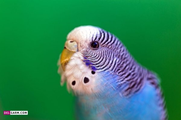  عکس جوجه های مرغ عشق