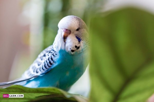 عکس مرغ عشق وحشی