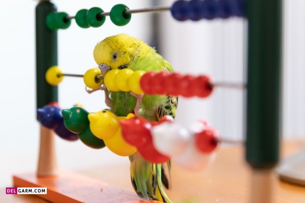 عکس مرغ عشق وحشی