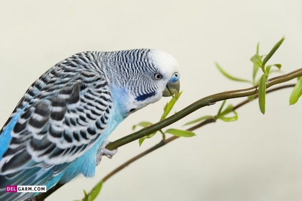  عکس مرغ عشق برای بک گراند لپ تاپ