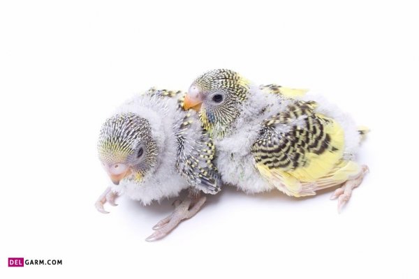  عکس مرغ عشق برای بک گراند لپ تاپ