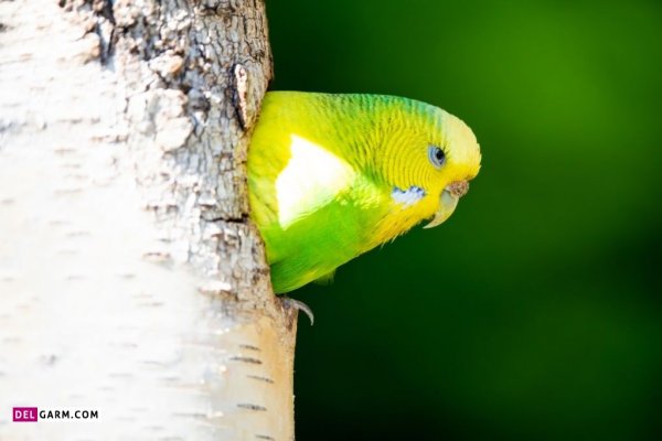  عکس مرغ عشق برای بک گراند لپ تاپ