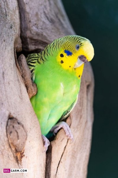  عکس مرغ عشق برای بک گراند لپ تاپ