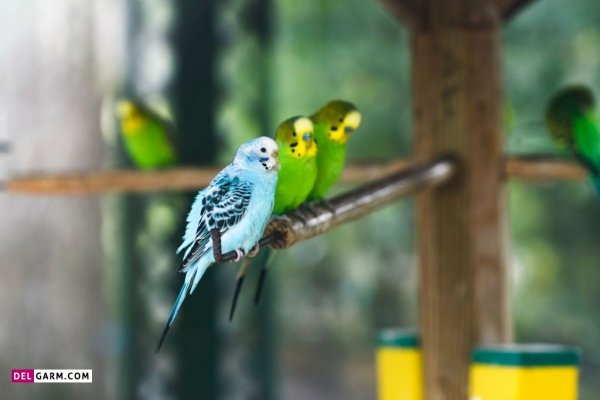  عکس مرغ عشق برای بک گراند لپ تاپ