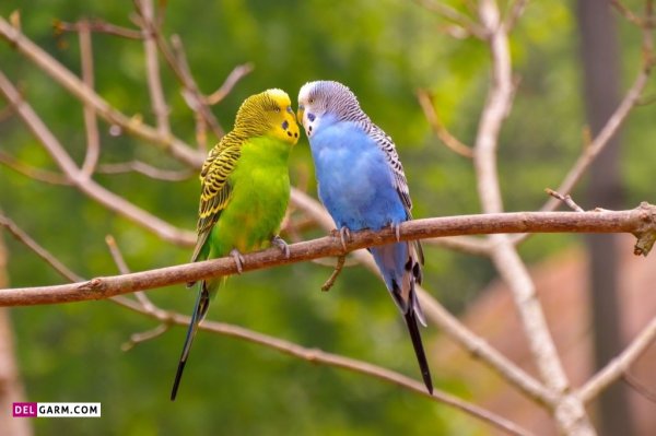 عکس مرغ عشق وحشی