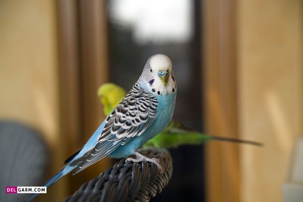 عکس مرغ عشق وحشی