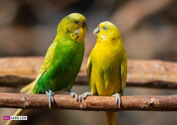 عکس مرغ عشق وحشی