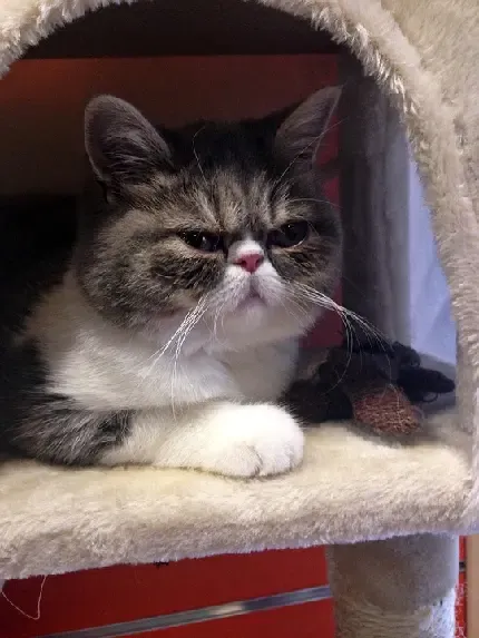  والپیپر فانتزی گربه های کیوت برای آیفون جدید